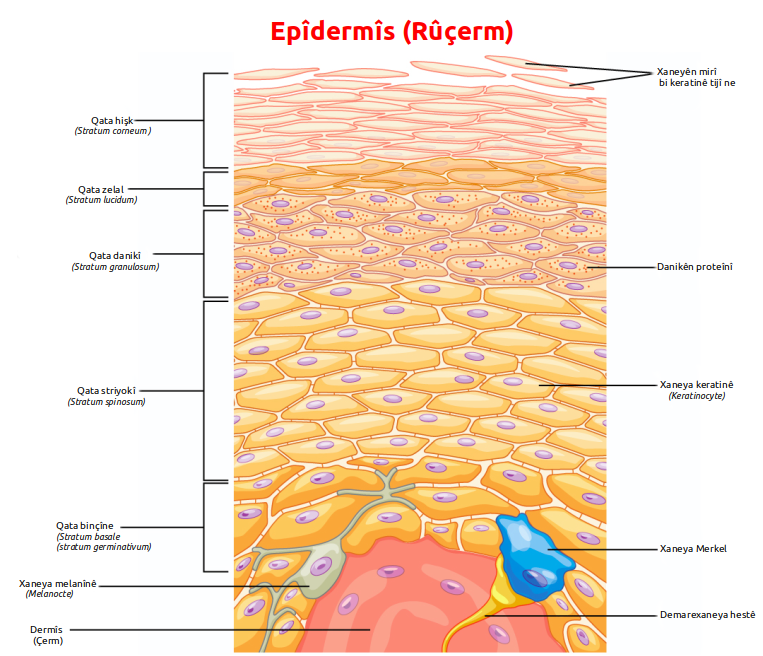 Creative Commos Epidermis